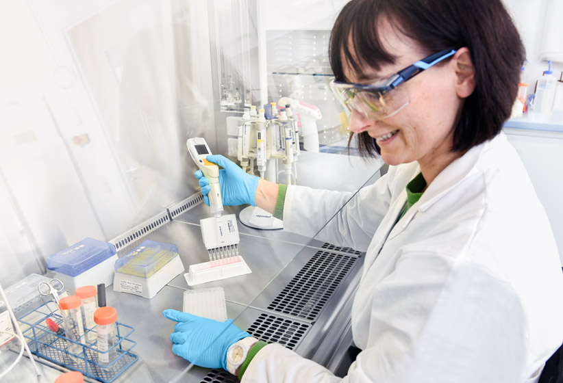 Scientist performing multichannel pipetting in a Class II biosafety cabinet during a cell-based assay